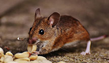24 Hour & Emergency Exterminators in Bremerton, WA